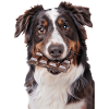 Australian Shepherd