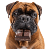 Bullmastiff