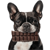 Boston Terrier