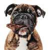 Bulldog