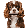 Cavalier King Spaniel