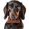 Dachshund