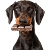 Doberman