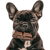 Bouledogue français