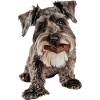 Zwergschnauzer