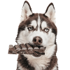 Siberian Husky