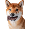 Shiba Inu
