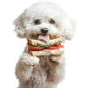 Bichon Frisé