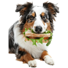 Australian Shepherd