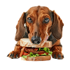 Dachshund