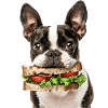 Boston Terrier