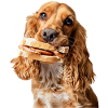 Cocker Spaniel