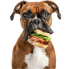 Boxer