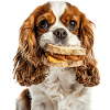 Cavalier King Spaniel
