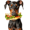 Doberman
