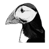 Papageientaucher - Puffin