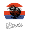 Kiwi Oiseau Kiwi Vogel