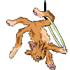 Aerial Cat Hoop