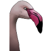Flamingo - design d’animal oiseau