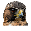 Falcons