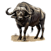 Buffalos Buffalo Büffel