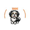 Coffee and Tibetan Terrier