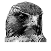 Falcon Bird