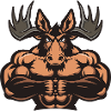 Moose Muscles Fitness