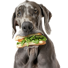 Deutsche Dogge