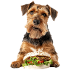 Airedale Terrier
