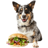 Australischer Treibhund