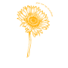 Sonnenschein Sonnenblume Sunshine Sunflower