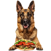 Belgischer Malinois