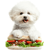 Bichon Frisé