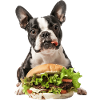 Boston Terrier