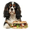 Cavalier King Spaniel