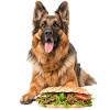Deutscher Schäferhund