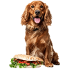 Irish Setter
