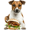 Jack Russell Terrier