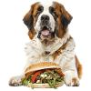 Bernhardiner