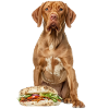 Vizsla