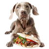 Weimaraner