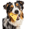 Australischer Schäferhund