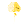 Gelbes Ginkgoblatt Yellow Ginkgo Leaf