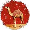 Camels Christmas