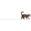 Chat Pistes Chat Chat Chat Pattes Chats Domestiques