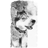 Husky Dog Black White