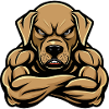 Labrador Dog Muscles Fitness
