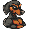Dachshund Dog Muscles Fitness Dachshund