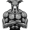 Greyhound Dog Muscles Fitness